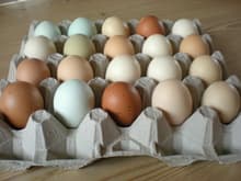 Best Quality Organic Fresh Chicken Table Eggs _ Fertilized